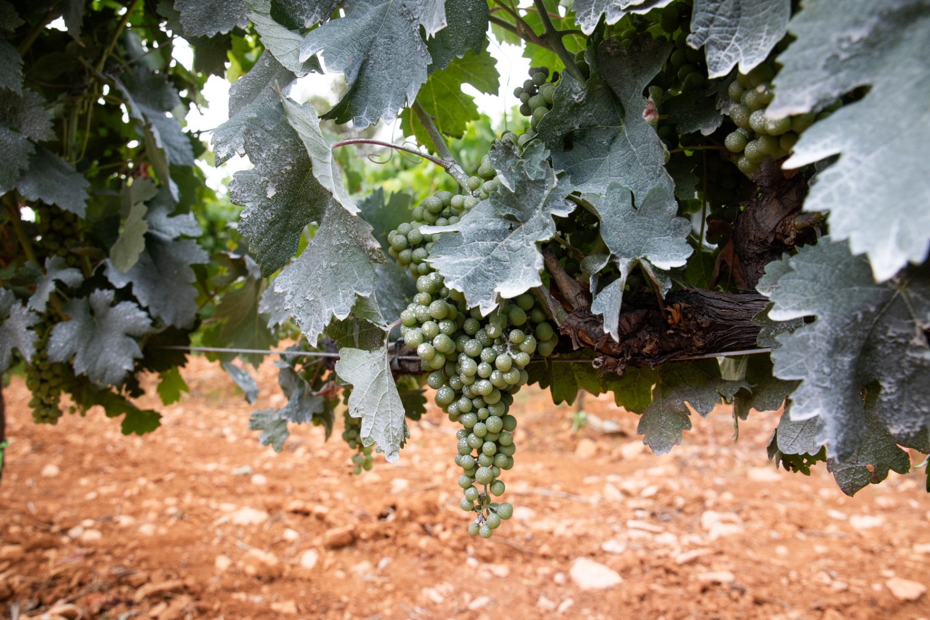 Racimo de uva protegido con caolín como estrategia frente al estrés térmico del viñedo.